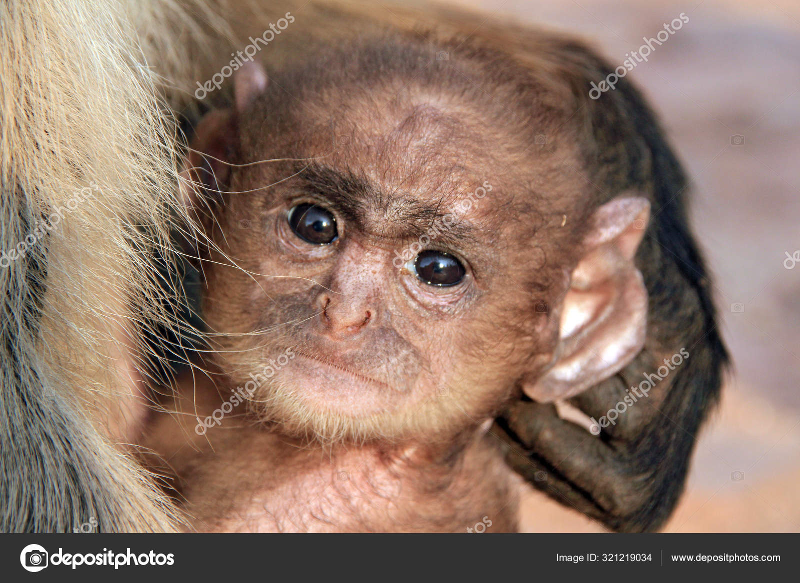 Close Baby Gray Langur Semnopithecus Entellus Aka Common Langur Arms Stock Photo Image By C Andaman