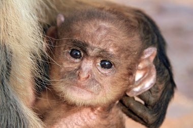 Gri Langur 'un Bebeği' nin (Semnopithecus Entellus, namı diğer Ortak Langur) Anne 'nin Kolları' ndaki yakın çekimi, Kameraya Bakma. Ranthambore, Hindistan