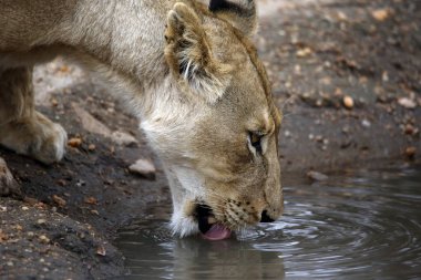 Havuzdan su içen bir dişi aslanın yakın çekimi. Balule Doğa Koruma Alanı, Kruger Parkı, Güney Afrika