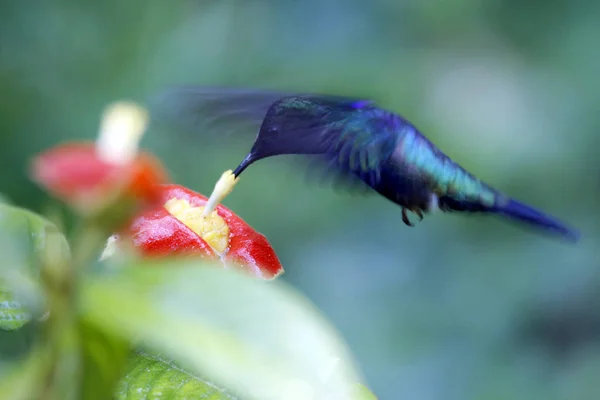 Gaffeltailed Woodnymph Thalurania Furcata Hummingbird Från Side Samla Nektar Tambopata — Stockfoto