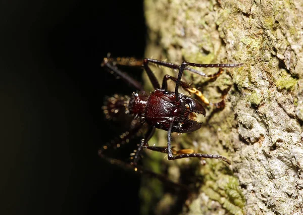 Zbliżenie Mrówki Przodu Tambopata Las Deszczowy Amazonii Peru — Zdjęcie stockowe