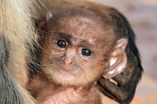 母亲怀里的灰袍宝宝 Semnopithecus Entellus 的特写 看着相机 Ranthambore — 图库照片