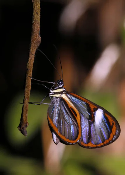 Lavinia Clearwing Hypoleria Lavinia Метелик Tambopata Amazon Rainforest Peru — стокове фото