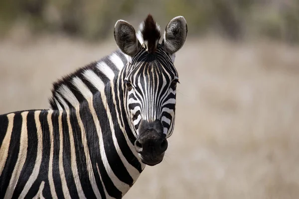 Zebra Burchell Equus Burchelli Guardando Nella Fotocamera Satara Kruger Park — Foto Stock
