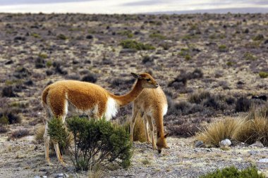 İskoçya 'daki Vicunas (Vicugna vicugna). Salinas y Aguada Blanca Ulusal Bankası, Peru.