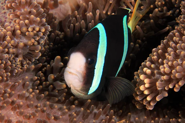 Anemonefish Clownfish Anemone Inglés Anilao Filipinas —  Fotos de Stock