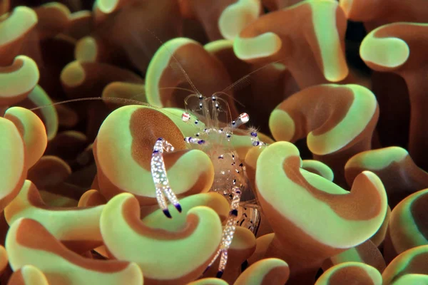 Periclimenes Venustus Camarão Limpador Bonito Camarão Anêmona Graciosa Anêmona Anilao — Fotografia de Stock