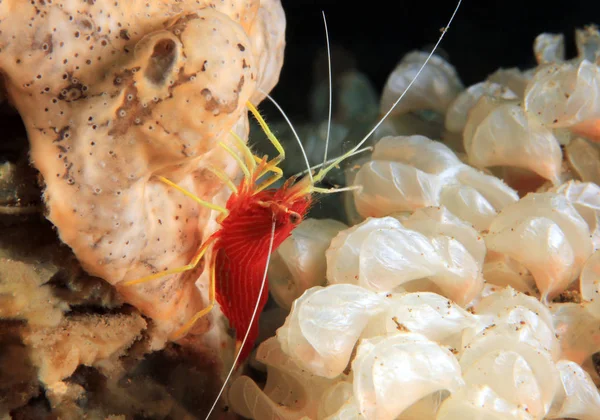 Ambon Cleaner Shrimp Também Conhecido Por Dwarf Cleaner Shrimp Lysmatella — Fotografia de Stock