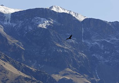 And Akbabası (Vultur gryphus) Colca Kanyonu üzerinde, Cliffside ve Buzul Dağları 'na karşı uçuyor. Colca Kanyonu, Peru