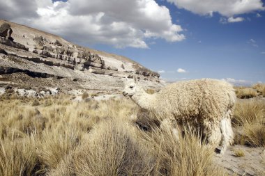 Lama (Lama glama) Patahuasi 'de. Salinas y Aguada Blanca Ulusal Bankası, Peru