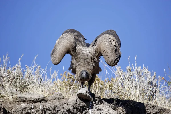 Condor Andin Vultur Gryphus Décollage Cliff Colca Canyon Pérou — Photo