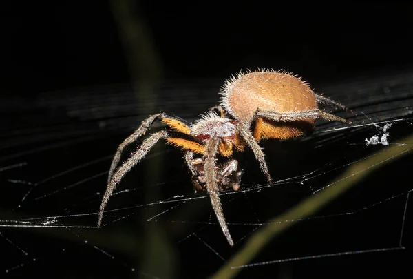 Tropikalny Orbweaver Eriophora Ravilla Karmienie Swojej Sieci Tambopata Amazon Rainforest — Zdjęcie stockowe