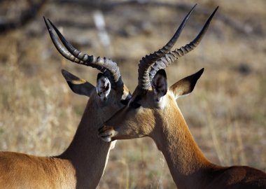 İki Impalas (Aepyceros melampus), Head to Head. Kruger Parkı, Güney Afrika