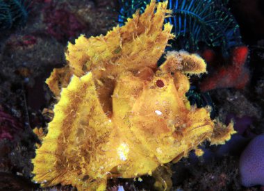 Sarı Yabani Akrep Balığı (rinopias frondosa). Anilao, Filipinler