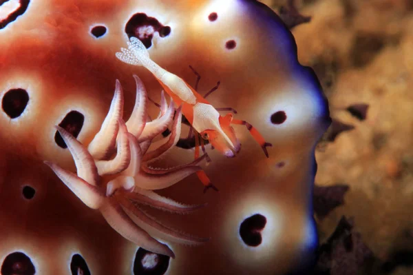 Close Tiny Emperor Shrimp Back Goniobranchus Leopardu — Stock Photo, Image