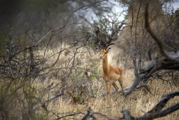 Impala Durch Den Busch Betrachtet Kruger Park Südafrika — Stockfoto
