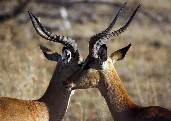 Twee Impala Aepyceros Melampus Van Hoofd Tot Hoofd Kruger Park — Stockfoto