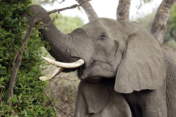Afrikansk Elefant Loxodonta Africana Utfodring Från Ett Träd Timbavati Kruger — Stockfoto
