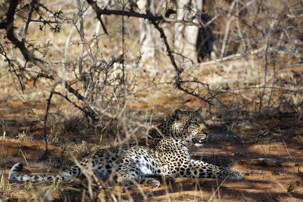 Leopar Panthera Pardus Çalılıklarda Dinleniyor Kruger Parkı Güney Afrika — Stok fotoğraf