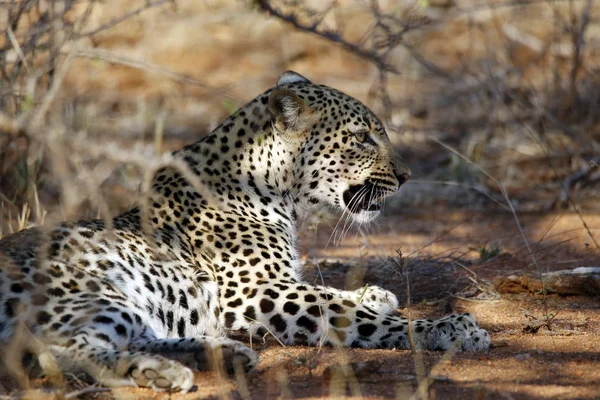 Leopard Panthera Pardus Odpočívající Ležící Buši Kruger Park Jižní Afrika — Stock fotografie