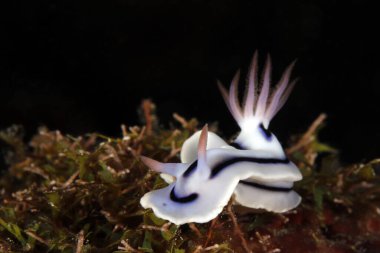 Coral üzerinde Chromodoris Lochi Çıplaklık. Mommon, Batı Papua, Endonezya