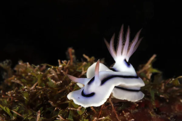 Chromodoris Lochi Nudibranch Ένα Coral Mommon Δυτική Παπούα Ινδονησία — Φωτογραφία Αρχείου