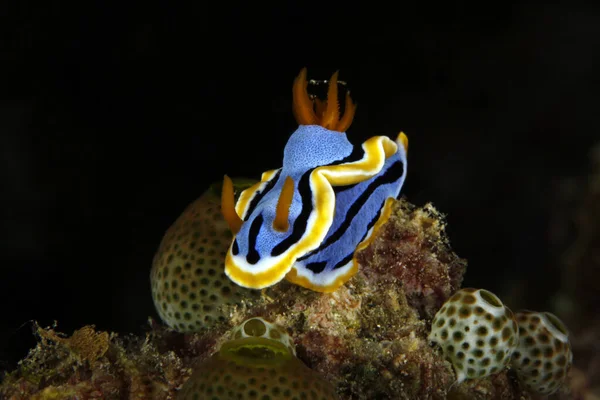 Anna Nádherný Slimák Chromodoris Annae Korálu Černým Pozadím Gam Raja — Stock fotografie