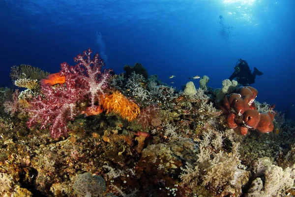 Dykare Över Färgglada Korallrev Misool Raja Ampat Västpapua Indonesien — Stockfoto