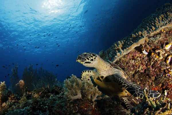 Mercan Resifi 'nde Şahin gagalı Kaplumbağa (Eretmochelys imbricata). Misool, Raja Ampat, Endonezya