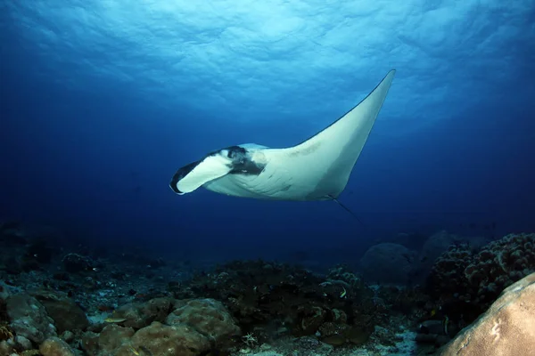 巨大海洋性マンタレイ Manta Birostris Mobula Birostris がリーフ上に存在する インドネシア西パプア州モンモン — ストック写真