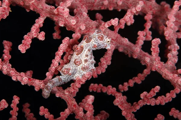 Hippocampe Pygmée Bargibants Dans Fan Corail Pulau Koon Îles Banda — Photo