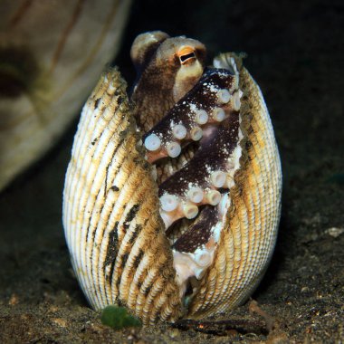 Hindistancevizi Ahtapotu (Amphioctopus marginatus) deniz kabukları arasına sığınıyor. Lembeh Boğazı, Endonezya