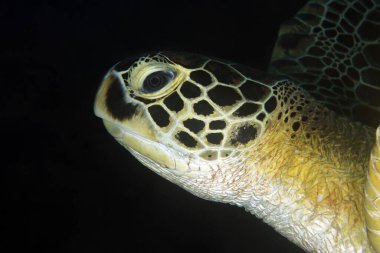 Yeşil Kaplumbağa 'nın (Chelonia mydas) yakın plan fotoğrafı. Dampier Boğazı, Raja Ampat, Endonezya