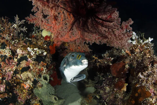 Blue Spotted Pufferfish Arothron Caeruleopunctatus Two Pilotfish Dampier Strait Raja — Stock Photo, Image