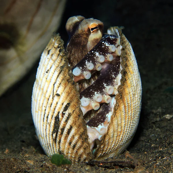 Pulpo Coco Amphioctopus Marginatus Tomando Refugio Entre Conchas Marinas Estrecho —  Fotos de Stock