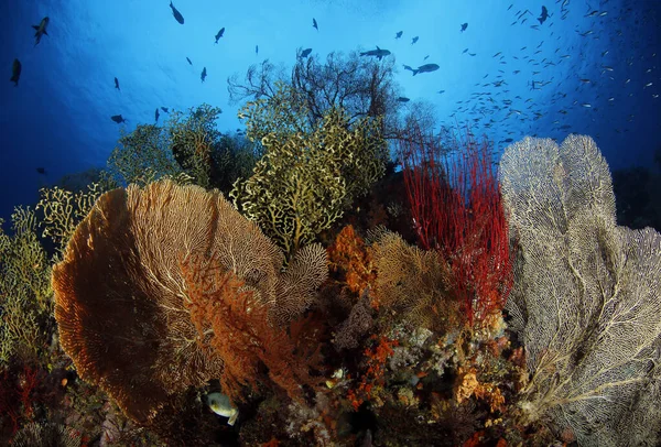 Fan Corals Misool Raja Ampat Papouasie Occidentale Indonésie — Photo