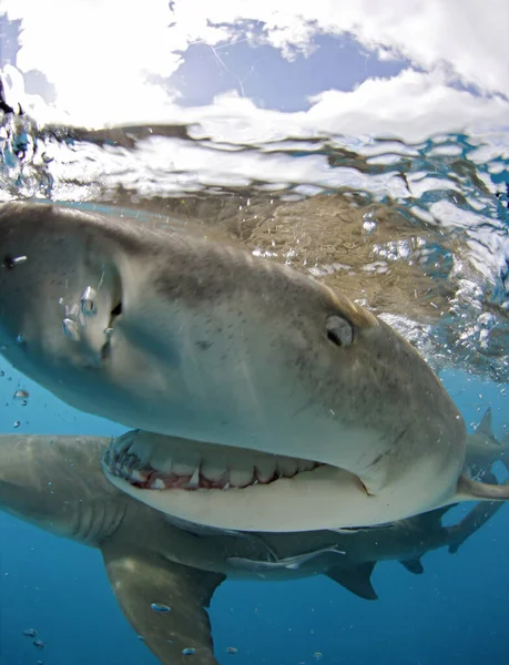 Lemon Shark Negaprion Brevirostris Bumping Camera Right Surface Tiger Beach — Fotografia de Stock