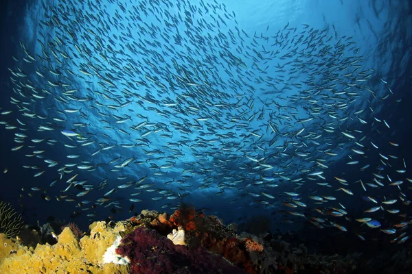 Szkolne Ryby Przeciwko Powierzchni Nad Rafą Koralową Misool Raja Ampat — Zdjęcie stockowe