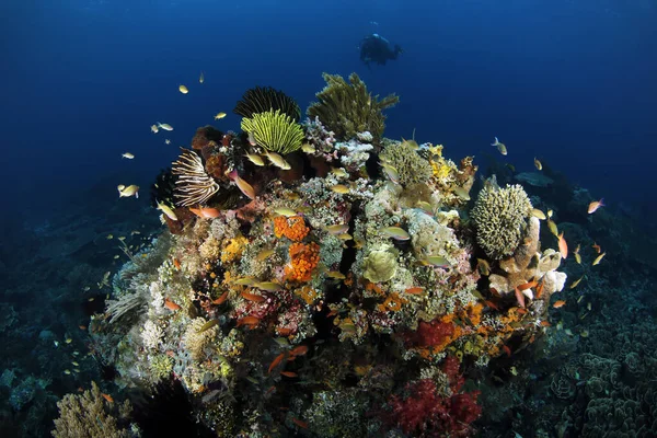 Кольоровий Кораловий Риф Raja Ampat Diver Back Західний Папуа Індонезія — стокове фото