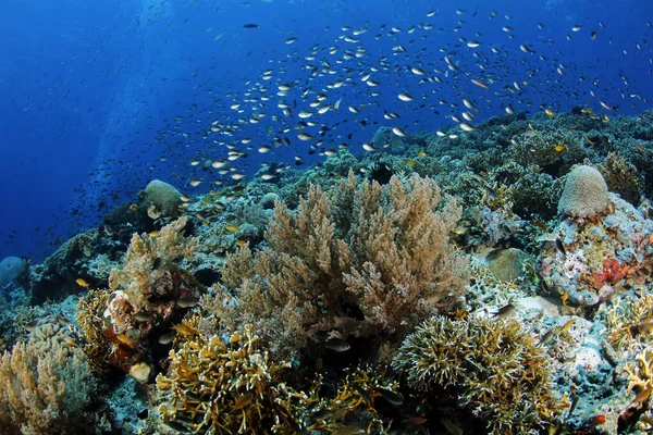 Skolar Fisk Över Korallrev Misool Raja Ampat Västpapua Indonesien — Stockfoto