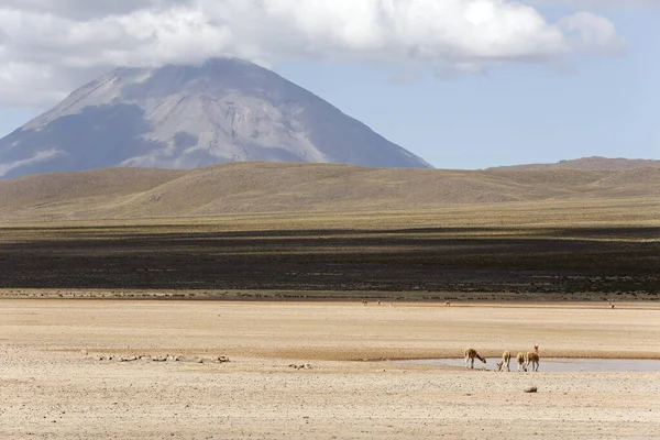 Vicunas Vicugna Vicugna Vulcão Misti Salinas Aguada Blanca National Reserve — Fotografia de Stock