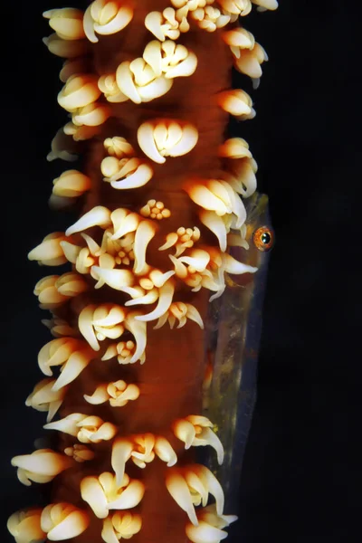 Whip Coral Goby Bryaninops Yongei Whip Coral 인도네시아 파푸아뉴기니의 라자암 — 스톡 사진