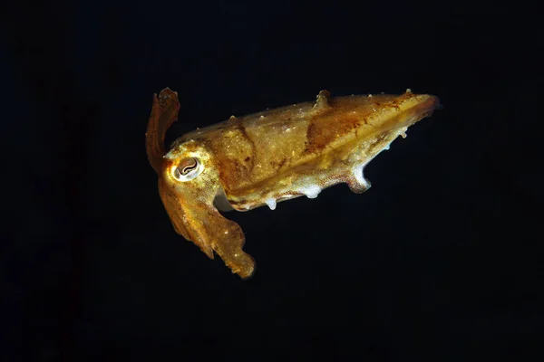 Молодой Бродвейл Клуб Cuttlefish Sepia Latimanus Reef Cuttlefish Чёрной Воде — стоковое фото