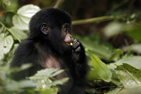 Bebé Gorila Gorilla Beringei Beringei Alimentación Parque Nacional Impenetrable Bwindi — Foto de Stock