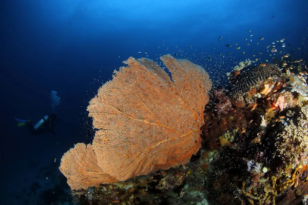 Buceador Junto Gorgonian Fan Coral Raja Ampat Papúa Occidental Indonesia — Foto de Stock