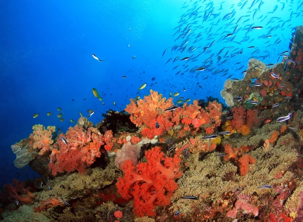 Barriera Corallina Colorata Con Scuole Pesce Contro Acqua Blu Pescador — Foto Stock