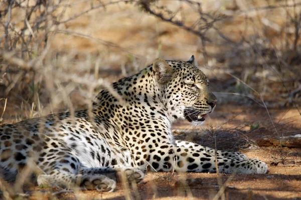 Leopardo Panthera Pardus Relajante Acostado Bush Kruger Park Sudáfrica —  Fotos de Stock
