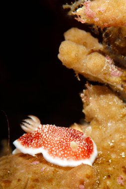 Kromodoris (Chromodoris reticulata) çıplaklık. Dampier Boğazı, Raja Ampat, Endonezya