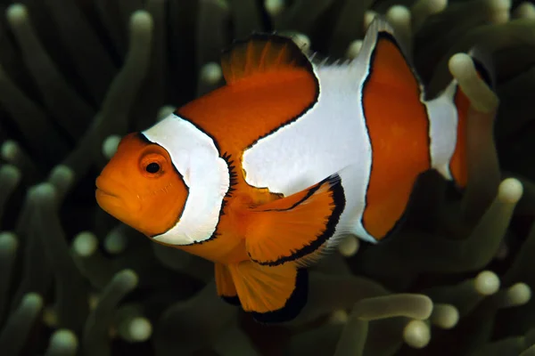Κλόουν Ανεμόνεφις Amphiprion Ocellaris Άλλως Ocallaris Clownfish Στην Ανεμώνη Triton — Φωτογραφία Αρχείου