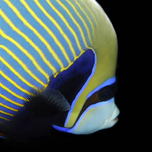 Close Emperor Angelfish Pomacanthus Imperator Tofo Mozambique — Stock Photo, Image